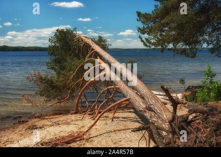 Fallen tree with exposed roots on the sandy shore of a lake or the sea looking along the length of the trunk over the water Stock Photo