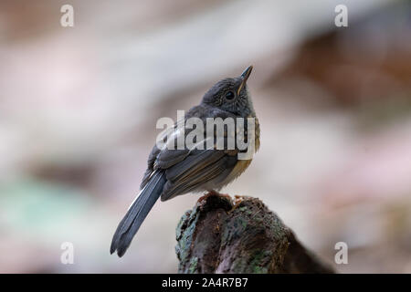 Juvenile white-rumped shama (Copsychus malabaricus) is a small passerine bird of the family Muscicapidae. Native to densely vegetated habitats in Sout Stock Photo