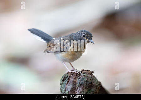 Juvenile white-rumped shama (Copsychus malabaricus) is a small passerine bird of the family Muscicapidae. Native to densely vegetated habitats in Sout Stock Photo