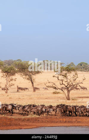 Herd of African wildebeest in golden grass meadow near river of Serengeti Grumeti reserve Savanna forest in evening - African Tanzania Safari wildlife Stock Photo