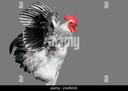 Red head Rooster pose with red as the only colour in a black white image  Stock Photo