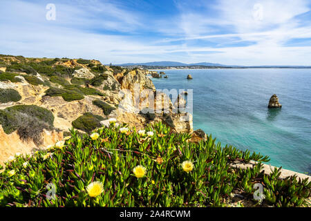 Vibrant yellow flowers with Praia do Camilo beach in the background, Algarve, Portugal Stock Photo