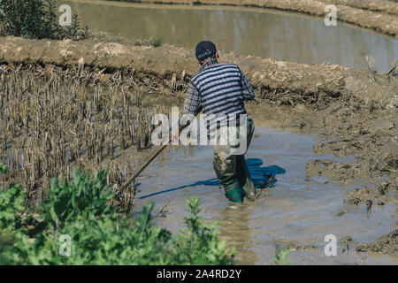 Farmer working on terraced rice fields in the morning Stock Photo