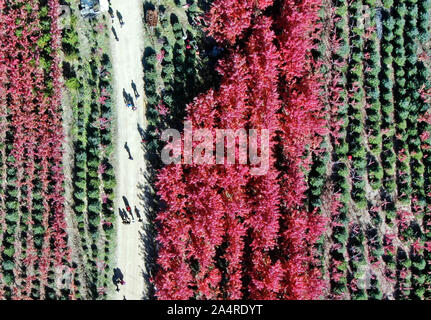 Beijing, China. 15th Oct, 2019. Aerial photo taken on Oct. 15, 2019 shows the scenery of red maple leaves in Zhangdang Town of Fushun City, northeast China's Liaoning Province. Credit: Yang Qing/Xinhua/Alamy Live News Stock Photo