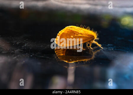 Yellow hairy butterfly with  background Stock Photo