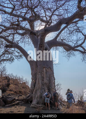 Pafuri, South Africa - unidentified tourists and guides on a walk in the Kruger National Park takes a rest under a large baobab tree Stock Photo