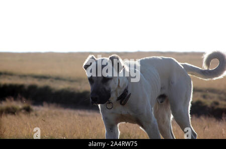 are anatolian shepherds agressive towards other dogs