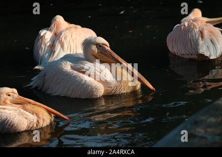 Great white or eastern white pelican, rosy pelican or white pelican is a bird in the pelican family.It breeds from southeastern Europe through Asia an Stock Photo