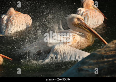 Great white or eastern white pelican, rosy pelican or white pelican is a bird in the pelican family.It breeds from southeastern Europe through Asia an Stock Photo