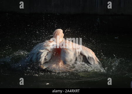 Great white or eastern white pelican, rosy pelican or white pelican is a bird in the pelican family.It breeds from southeastern Europe through Asia an Stock Photo