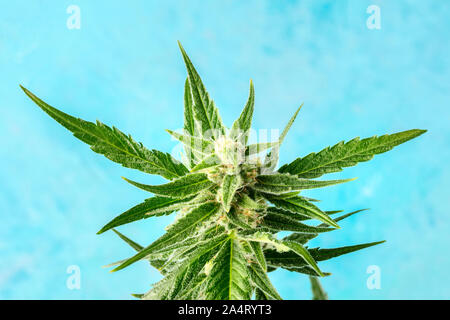 Flowering cannabis buds before harvest, macro photo on a blue bakground Stock Photo