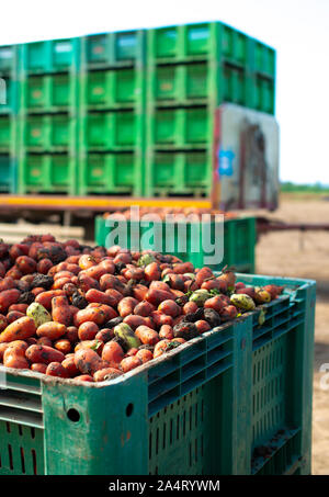 Tomatoes for canning. Agriculture land and crates with tomatoes. Harvested tomatoes. Stock Photo