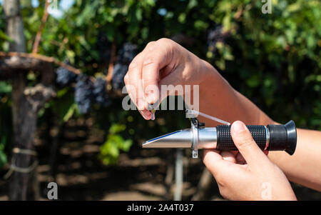 Farmer measures the sugar content of the grapes with refractometer. Device for measuring sugar in grape. Red grapes. Stock Photo