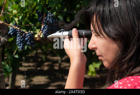 Farmer measures the sugar content of the grapes with refractometer. Device for measuring sugar in grape. Red grapes. Stock Photo