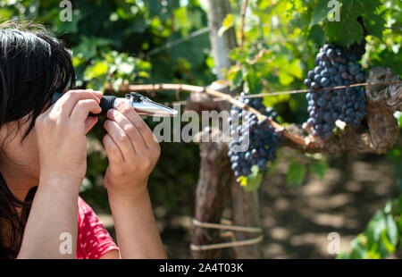 Farmer measures the sugar content of the grapes with refractometer. Device for measuring sugar in grape. Red grapes. Stock Photo