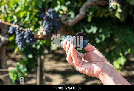 Farmer measures the sugar content of the grapes with refractometer. Device for measuring sugar in grape. Red grapes. Stock Photo