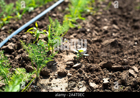 Fennel plantation. Growing fennel in big industrial farm. Stock Photo