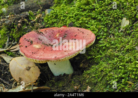 specimen of mushroom bloody brittlegill, Russula sanguinea, Russulaceae Stock Photo