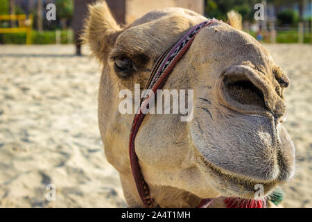 Smart face of a walking camel on the beach. Stock Photo