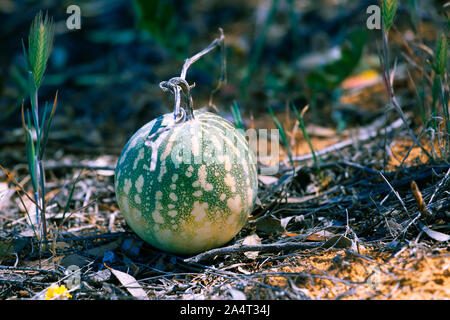 Colocynth melon - poisonous fruit growing in Australian desert Stock Photo