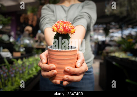Beautiful red cactus Ruby Ball closeup on blurred background Stock Photo