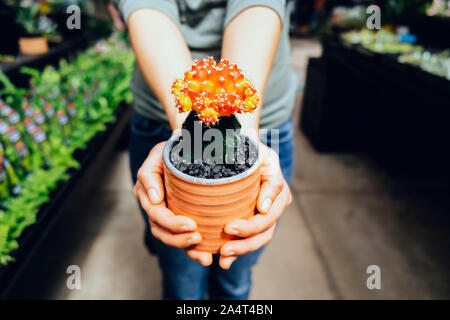 Female hands holding red cactus in a nursery Stock Photo