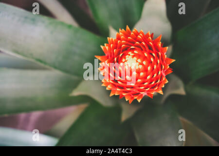 Blooming Bromeliad plant with shallow focus - closeup Stock Photo