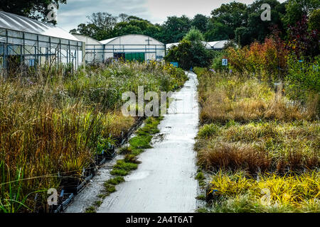 Various species types of grass on sale in a large garden nursery centre. Stock Photo