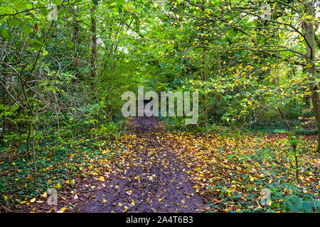 An small pathway through the trees in Wanstead Park Stock Photo