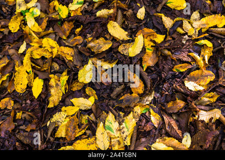 Autumn leaves on the floor in Wanstead Park Stock Photo