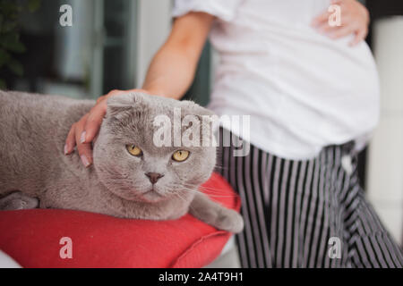 A pregnant woman stroking a sad beautiful silver fold Scottish cat with amber eyes. The cat is not happy with the addition to the family. Stock Photo