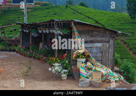 Sri Lanka, Nuwara Eliya - January 25, 2019: The typical flowers stall on the roadside area on the edge of tea plantation. Stock Photo