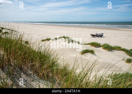Horse cart at beach at Terschelling island in Holland Stock Photo