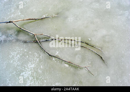 Gray branch without leaves on melting ice surface, top view Stock Photo