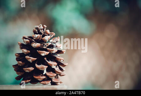 Isolated pine cone on a wooden table. Selective focus, blurred background. Copy space. Stock Photo