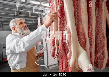 Butcher, professional with gray beard and hair standing in refrigerator and testing row of fresh pork carcasses. Butcher wearing in white uniform and brown apron holding device, testing meat. Stock Photo