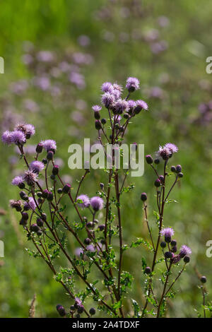 Acker-Kratzdistel, Ackerkratzdistel, Kratzdistel, Ackerdistel, Distel, Cirsium arvense, Creeping thistle, Canada thistle, field thistle, way thistle, Stock Photo