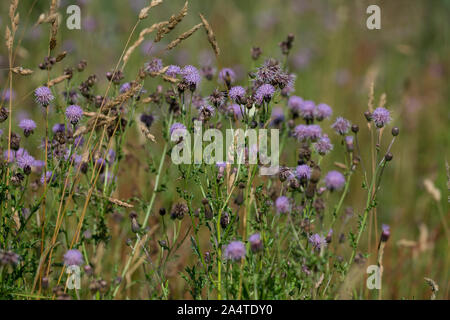 Acker-Kratzdistel, Ackerkratzdistel, Kratzdistel, Ackerdistel, Distel, Cirsium arvense, Creeping thistle, Canada thistle, field thistle, way thistle, Stock Photo