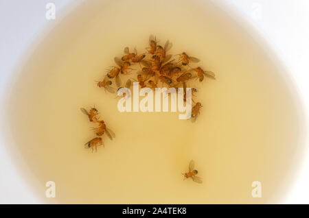 fruit flies drowned in a solution of vinegar water and detergent Stock Photo