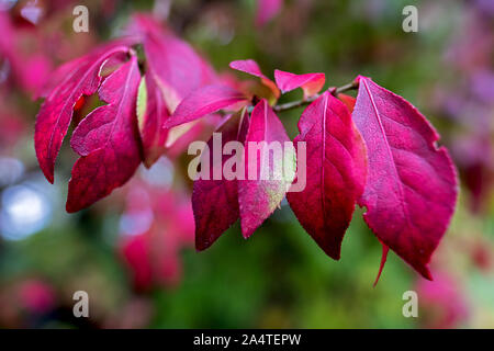 Euonymus alatus, known variously as winged spindle, winged euonymus or burning bush brightly colored in autumn Stock Photo