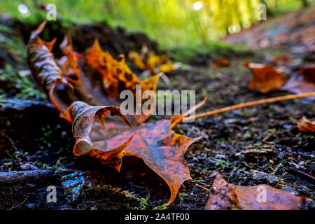 maple leaf autumnal colored lying on the forest floor Stock Photo