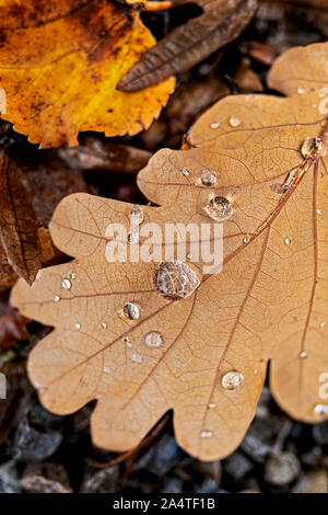 oak leaf lying on the forest floor with water drops Stock Photo