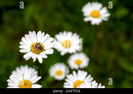 a beetle Trichius fasciatus perching on daisy blossom Stock Photo