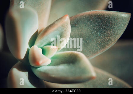 Closeup of sedum adolphii leaves. Selective focus. Succulent plant. Stock Photo