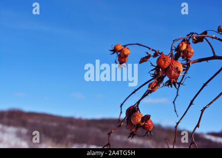 Branch with ripe wild rose berries on the background of hills covered with thorn bushes without leaves, blue sky Stock Photo