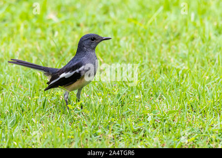 Female Oriental Magpie Robin perching on lawn looking into a distance Stock Photo