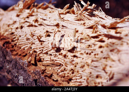 Tree branch texture with termite holes, natural wooden organic background texture close up detail Stock Photo