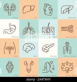 Large set of linear vector icons of human organs with signatures. Stock Vector