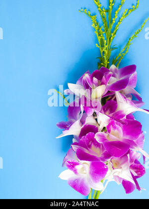 Thailand orchid, Purple color isolated on blue  background. (picture with space for text) Stock Photo