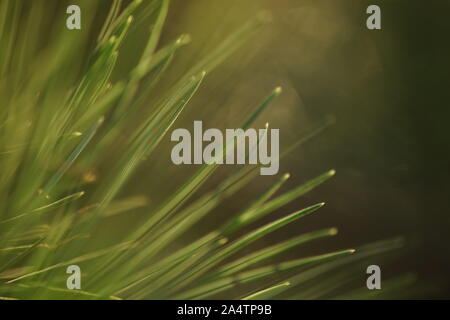 Pine branch with green needles closeup. Beautiful warm sunlight. Nature background. Stock Photo